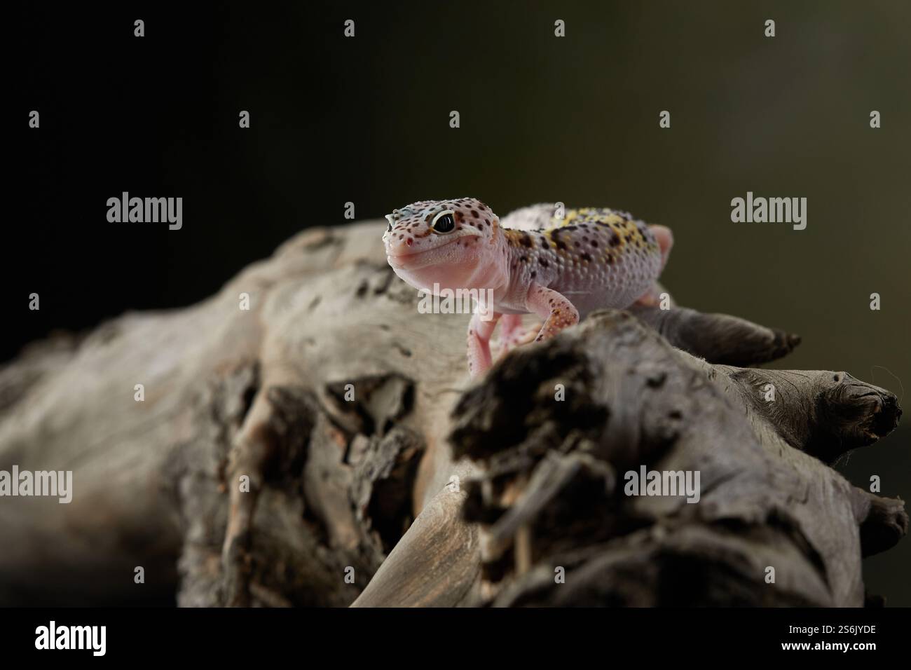 Two leopard geckos are resting together on a branch, their contrasting ...