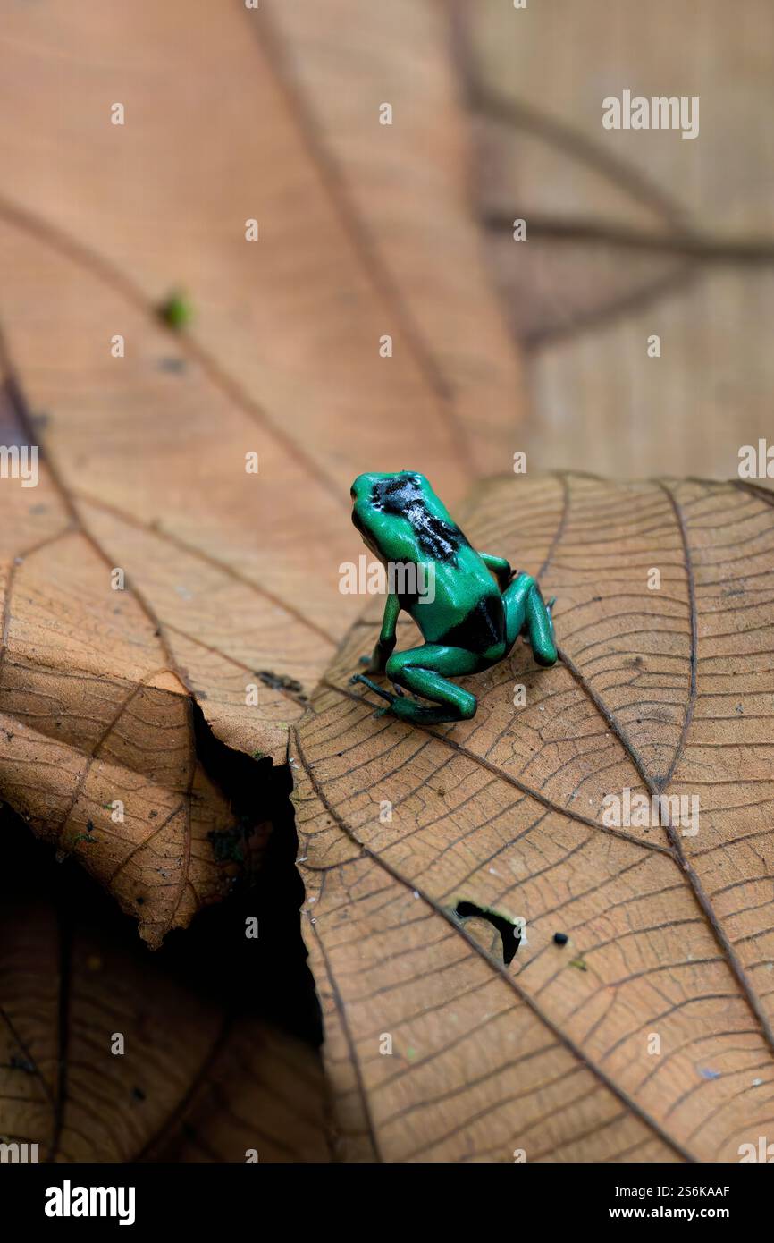 Green-and-black poison dart frog (Dendrobates auratus) sitting on dead ...