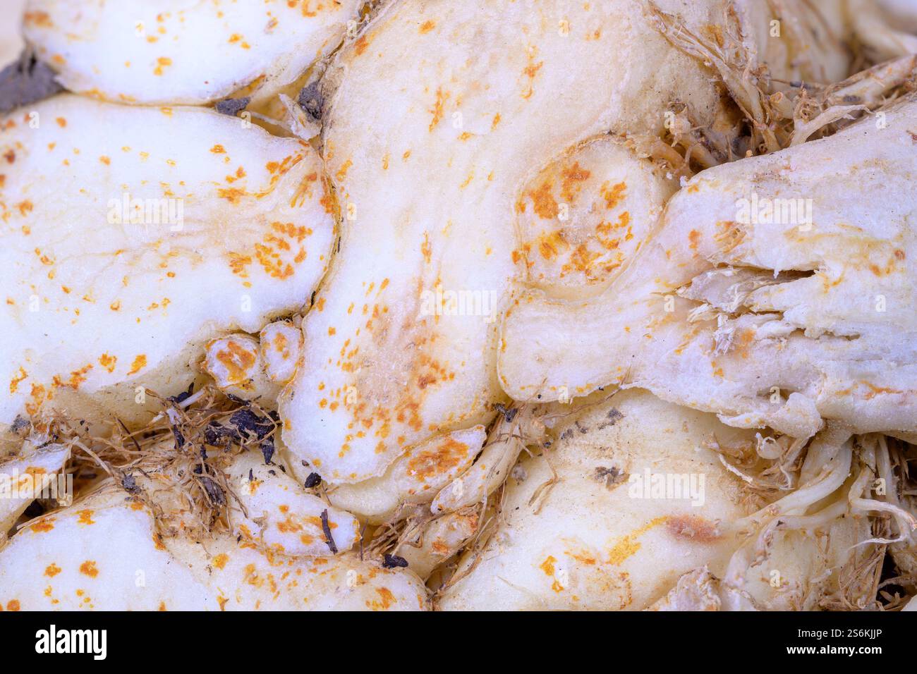 Abstract macro background of a celery root Stock Photo