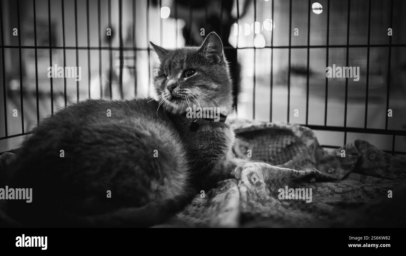 animal shelter, dogs and kittens Stock Photo