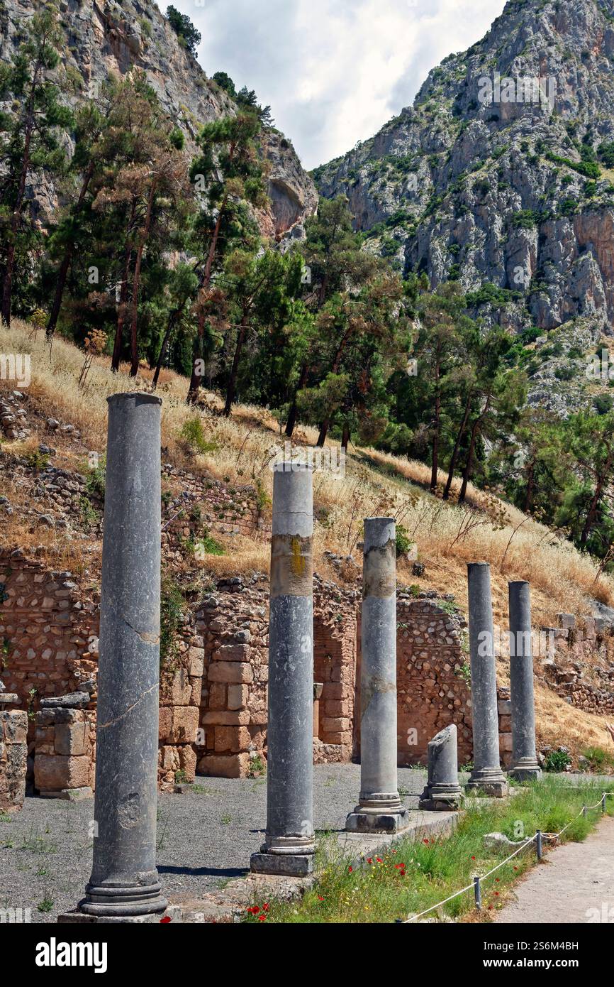 Ancient columns of the Roman Agora at Delphi, Greece, framed by rugged cliffs and lush pine trees, showcasing the beauty of this historic sanctuary Stock Photo