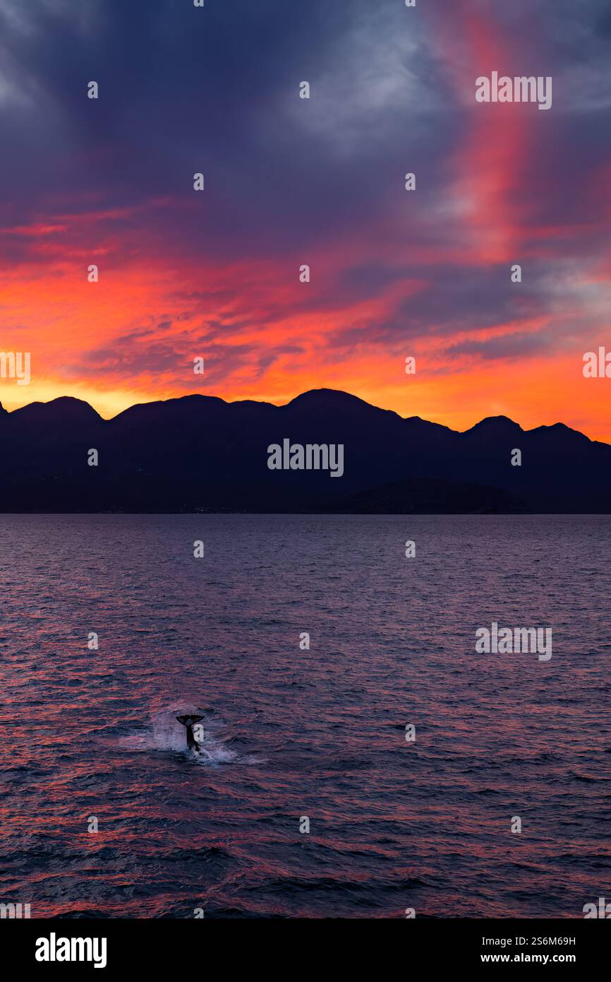 Whale tail sunset baja hi-res stock photography and images - Alamy