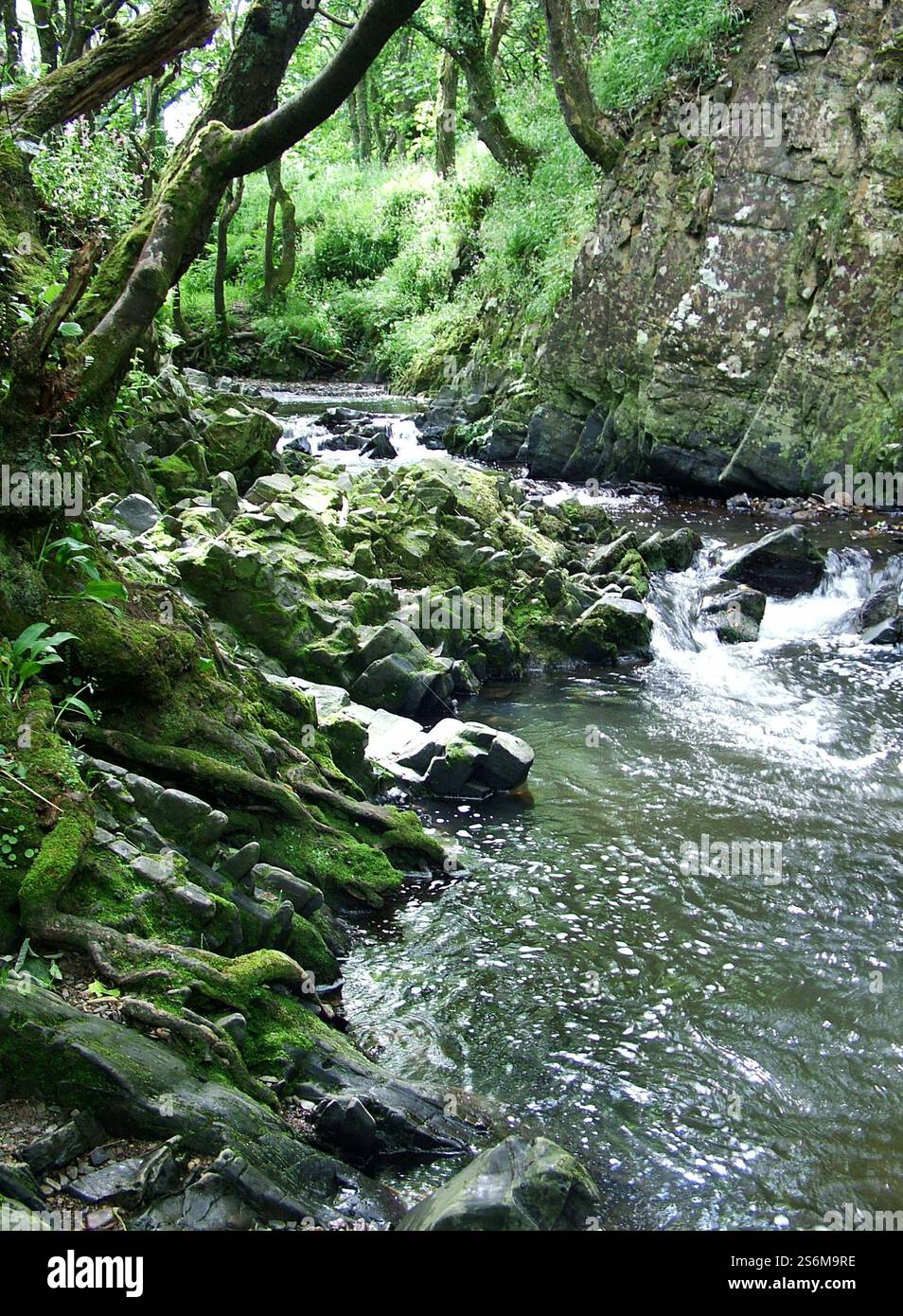 Water flowing over the rocky bed of a stream between moss and lichen ...