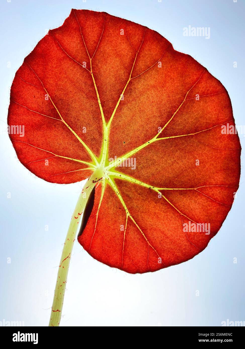 Close up of the leaf of a  Begonia Erythrophylla plant with sun shining through it. - Smartphone Captured Stock Image Close up of the leaf of a  Begonia Erythrophylla plant with sun shining through it. - Smartphone Captured Stock Image