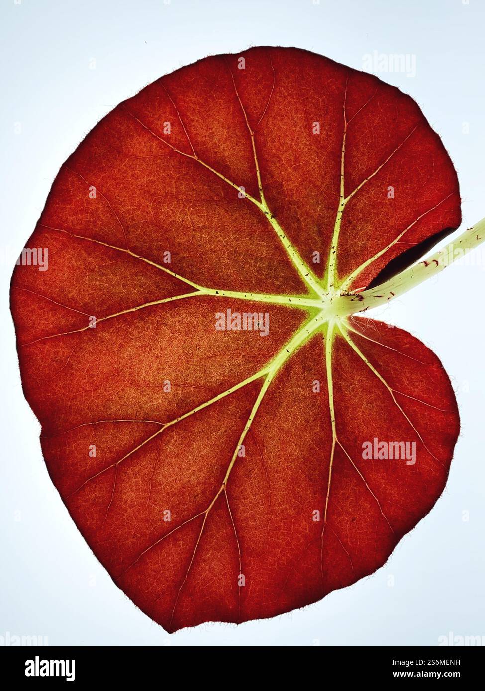 Close up of the leaf of a  Begonia Erythrophylla plant with sun shining through it. - Smartphone Captured Stock Image Close up of the leaf of a  Begonia Erythrophylla plant with sun shining through it. - Smartphone Captured Stock Image