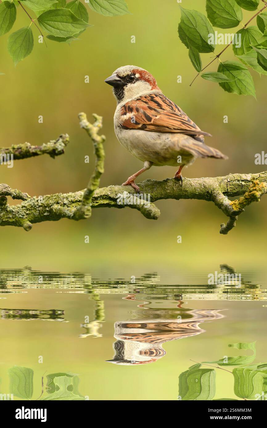 Passerine Stock Photo