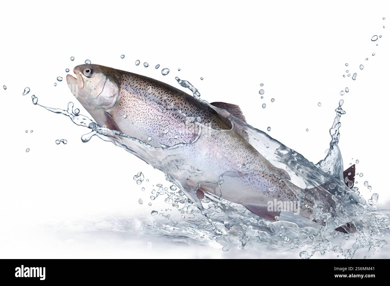 Jumping trout Stock Photo