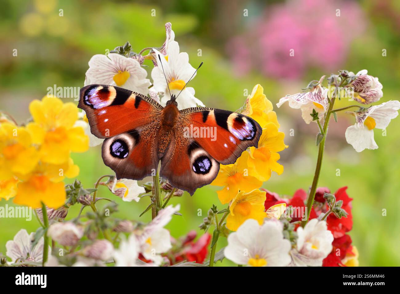 Photos with butterfly hi-res stock photography and images - Alamy