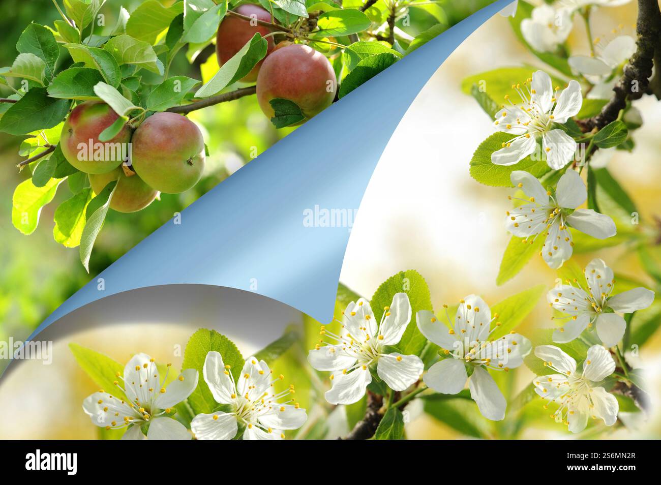 Seasons Stock Photo