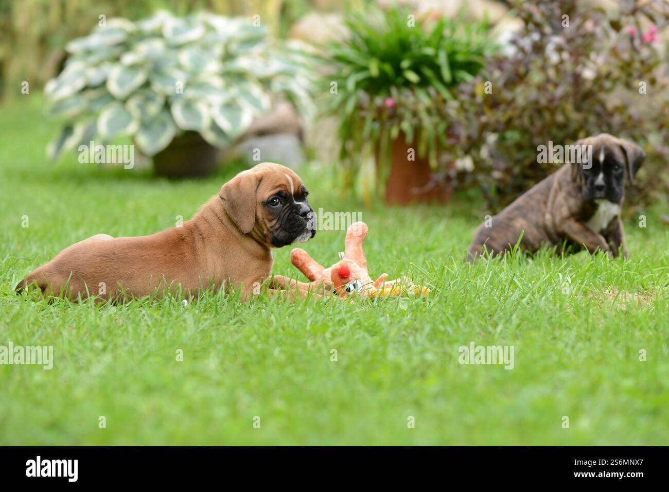 Boxer puppies playing Stock Photo - Alamy