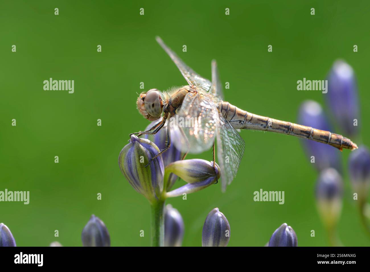 Dragonfly Stock Photo