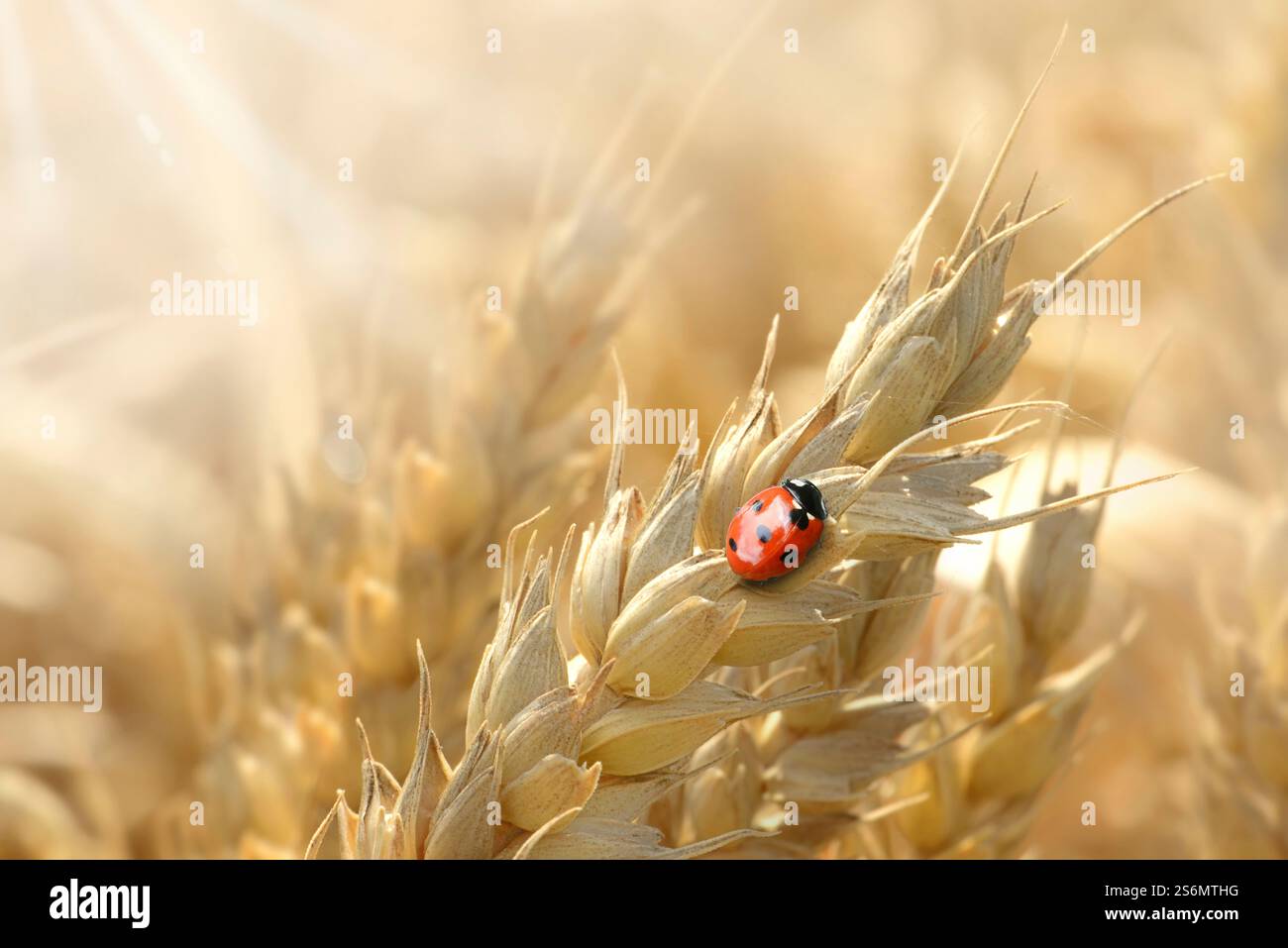 Ladybug on an ear of wheat Stock Photo