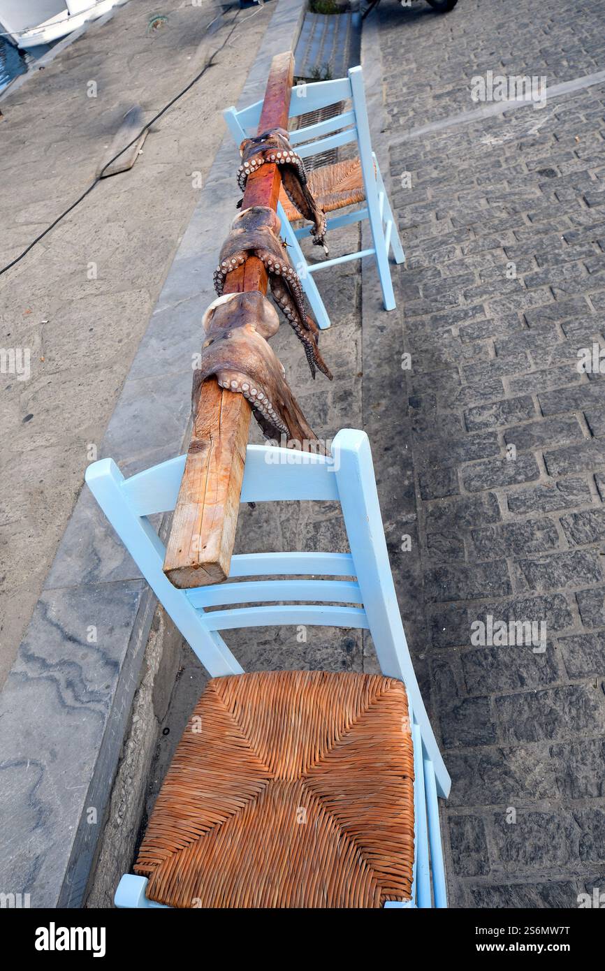 Paros, Greece - September 18, 2024: Freshly caught squid spread out on rack and oriental hornet, the squid is a traditional dish in the Mediterranean Stock Photo