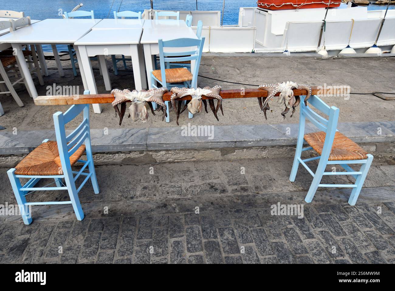 Paros, Greece - September 18, 2024: Freshly caught squid spread out on rack and oriental hornet, the squid is a traditional dish in the Mediterranean Stock Photo
