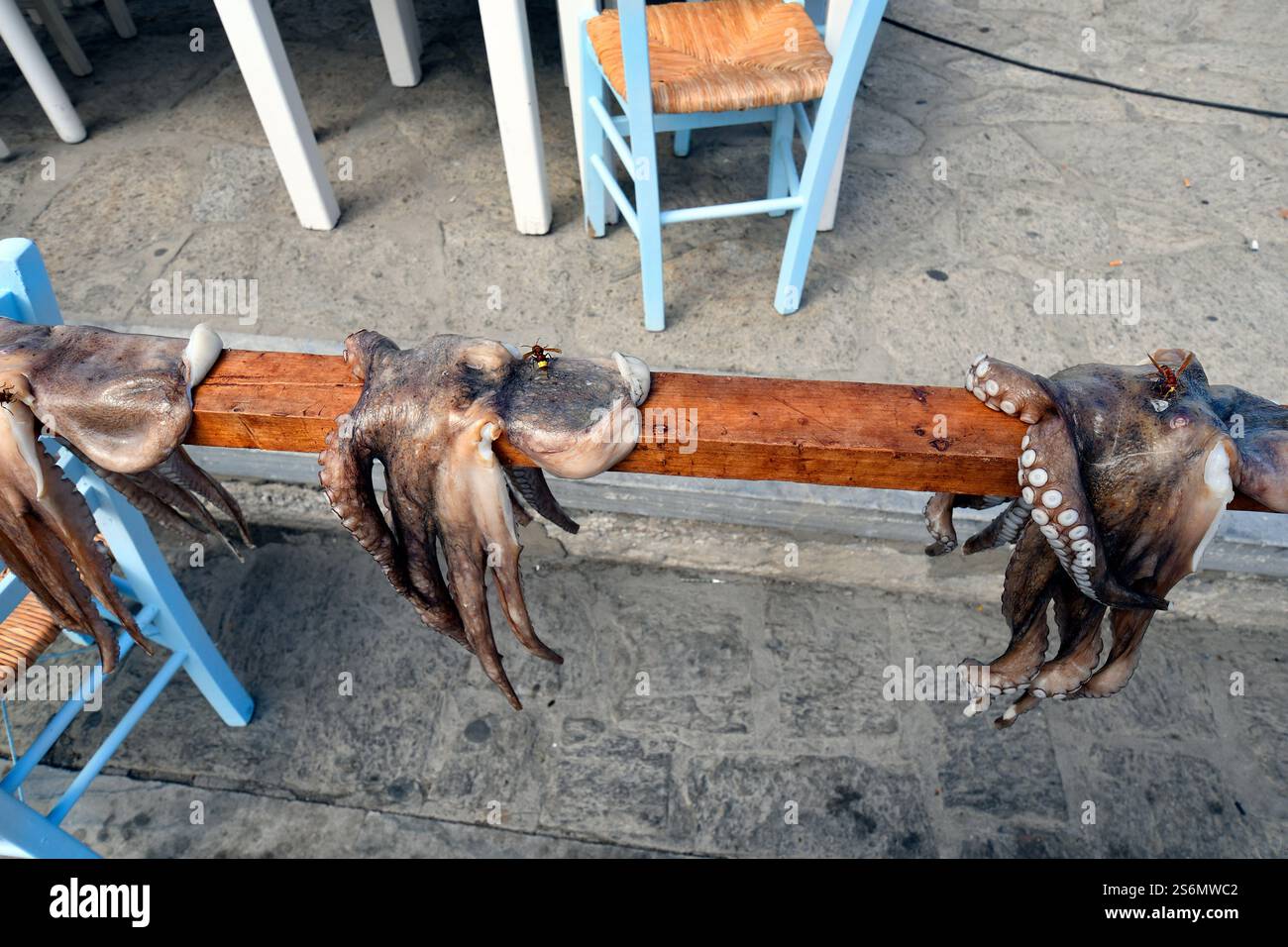 Paros, Greece - September 18, 2024: Freshly caught squid spread out on rack and oriental hornet, the squid is a traditional dish in the Mediterranean Stock Photo