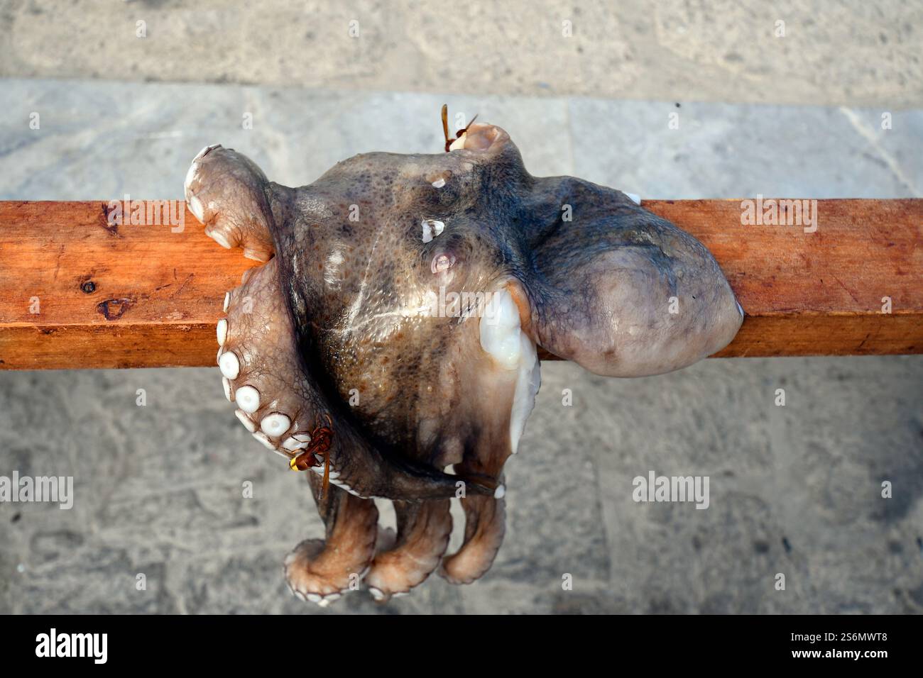 Paros, Greece - September 18, 2024: Freshly caught squid spread out on rack and oriental hornet, the squid is a traditional dish in the Mediterranean Stock Photo