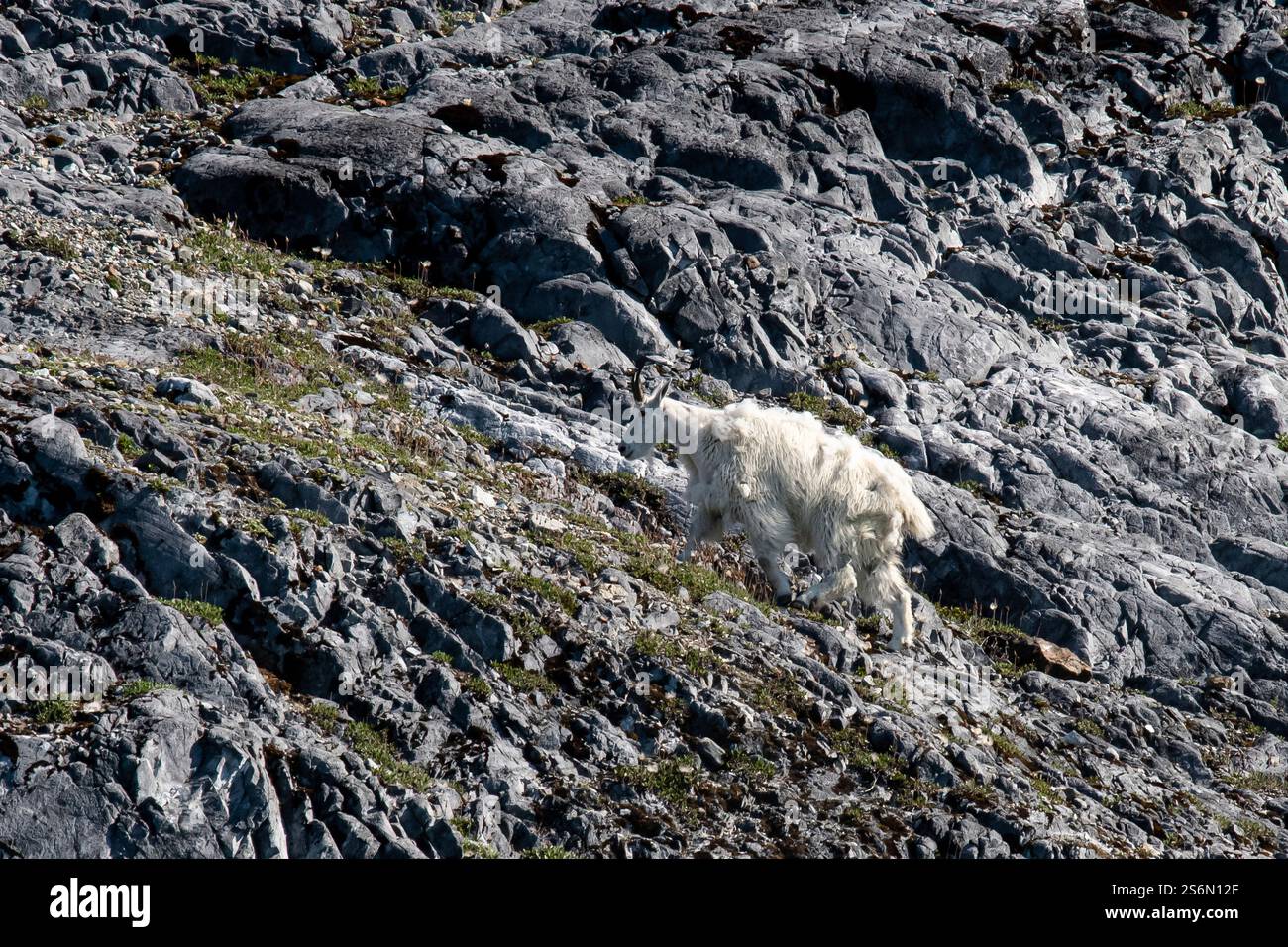 Mountain goat in a steep rock face Stock Photo - Alamy
