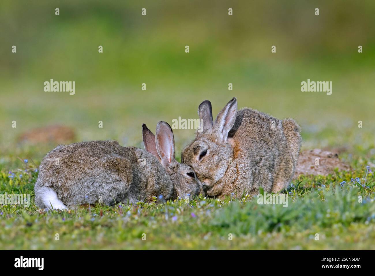 European rabbit / common rabbits (Oryctolagus cuniculus) pair touching ...
