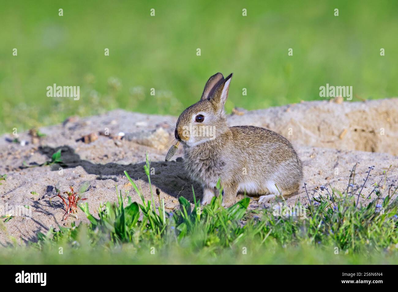 Common Rabbit England European rabbit / young common rabbit (Oryctolagus cuniculus) juvenile ...