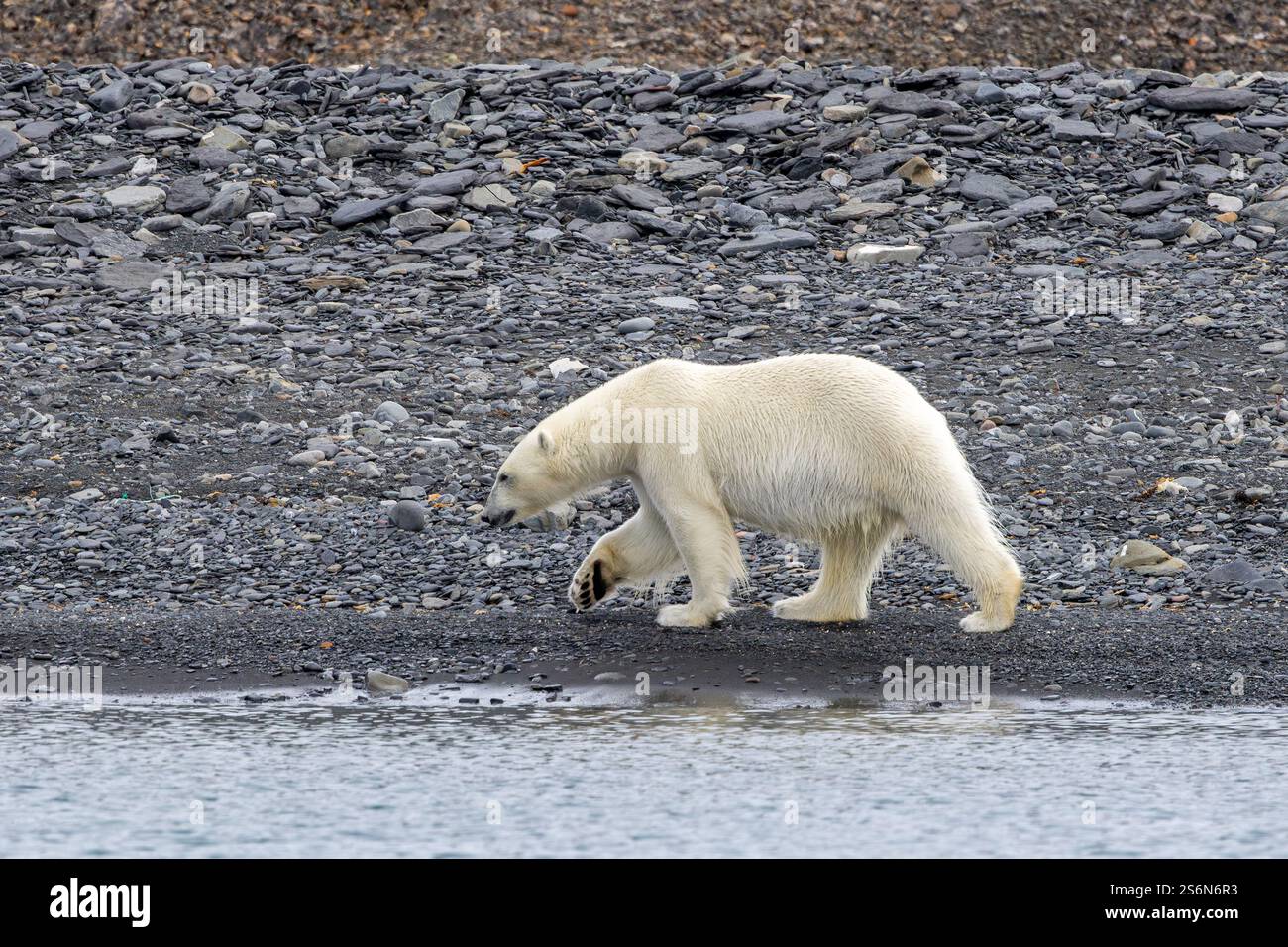 Lone polar bear (Ursus maritimus) walking on shingle beach along the Svalbard coast in summer, Spitsbergen, Norway Stock Photo