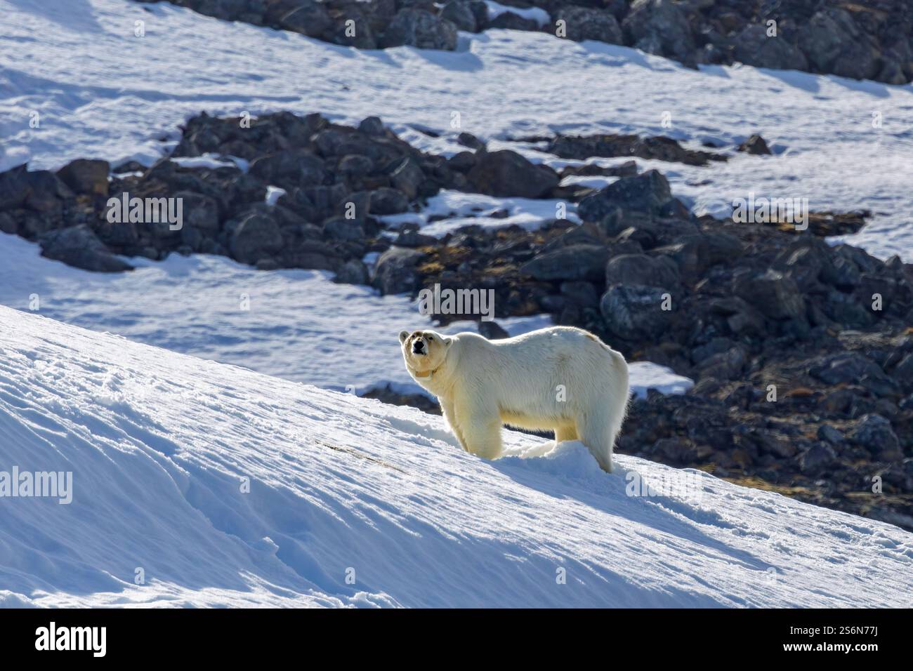Collared polar bear (Ursus maritimus) with radio collar / GPS tracker foraging on land in the snow along Svalbard coast in summer, Spitsbergen, Norway Stock Photo