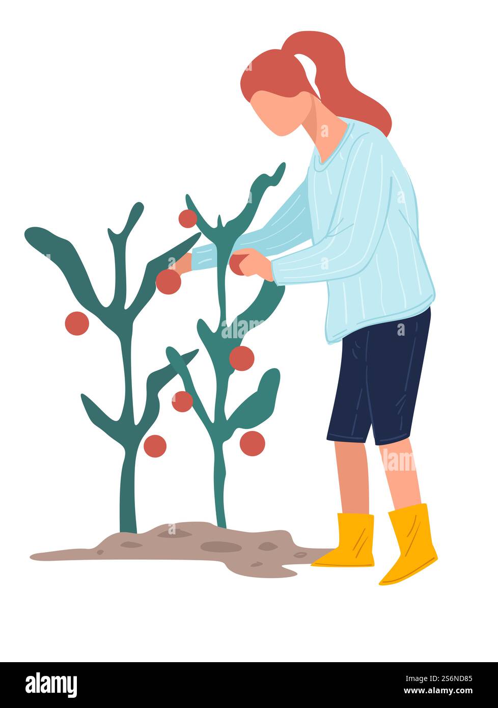 Farmer harvesting at farm, female character picking ripe tomatoes at ...