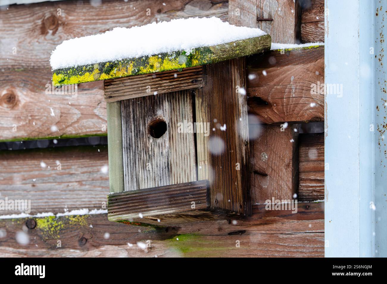 A birdhouse with a bird inside is covered in snow. The birdhouse is made of wood and has a green mossy spot on it. The snow on the birdhouse and the s Stock Photo