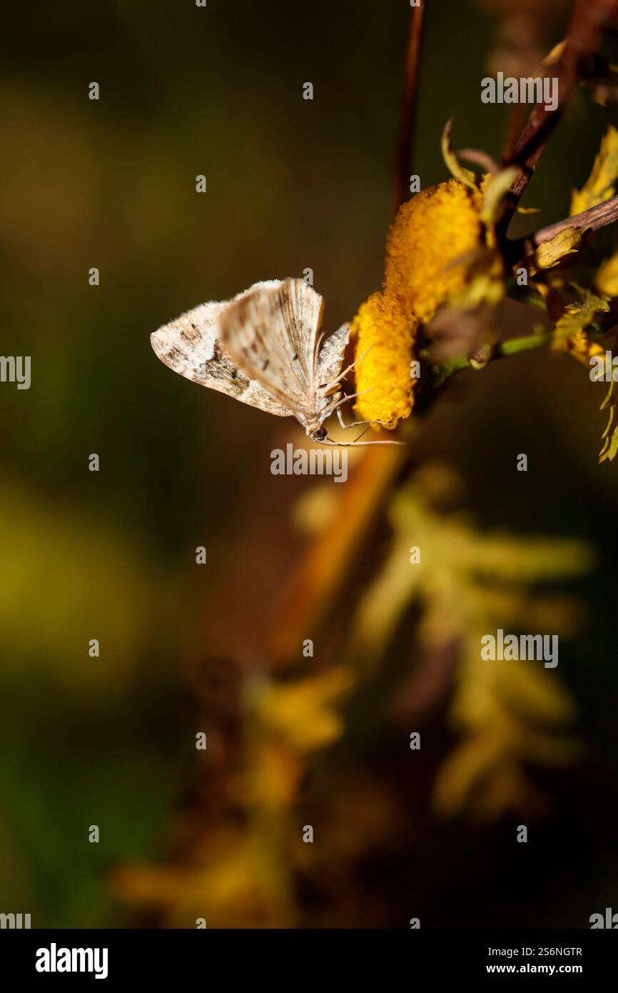 A butterfly sitting on a plant Stock Photo