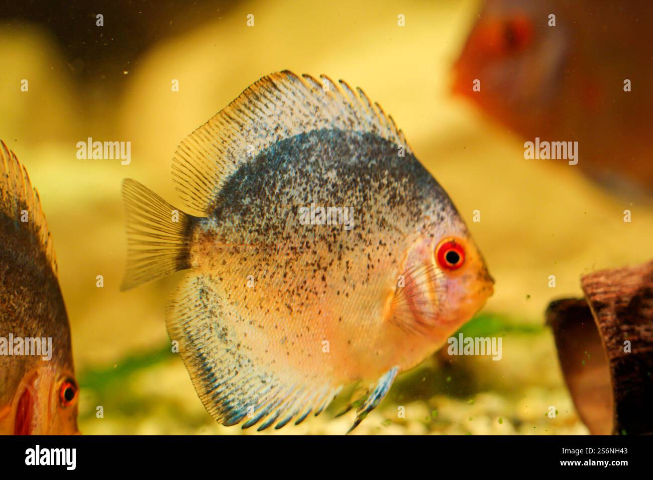 Portrait of a discus in the aquarium, discus belongs to the cichlids Stock Photo