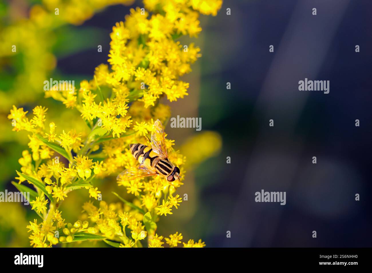 A hoverfly on a yellow flowering plant Stock Photo