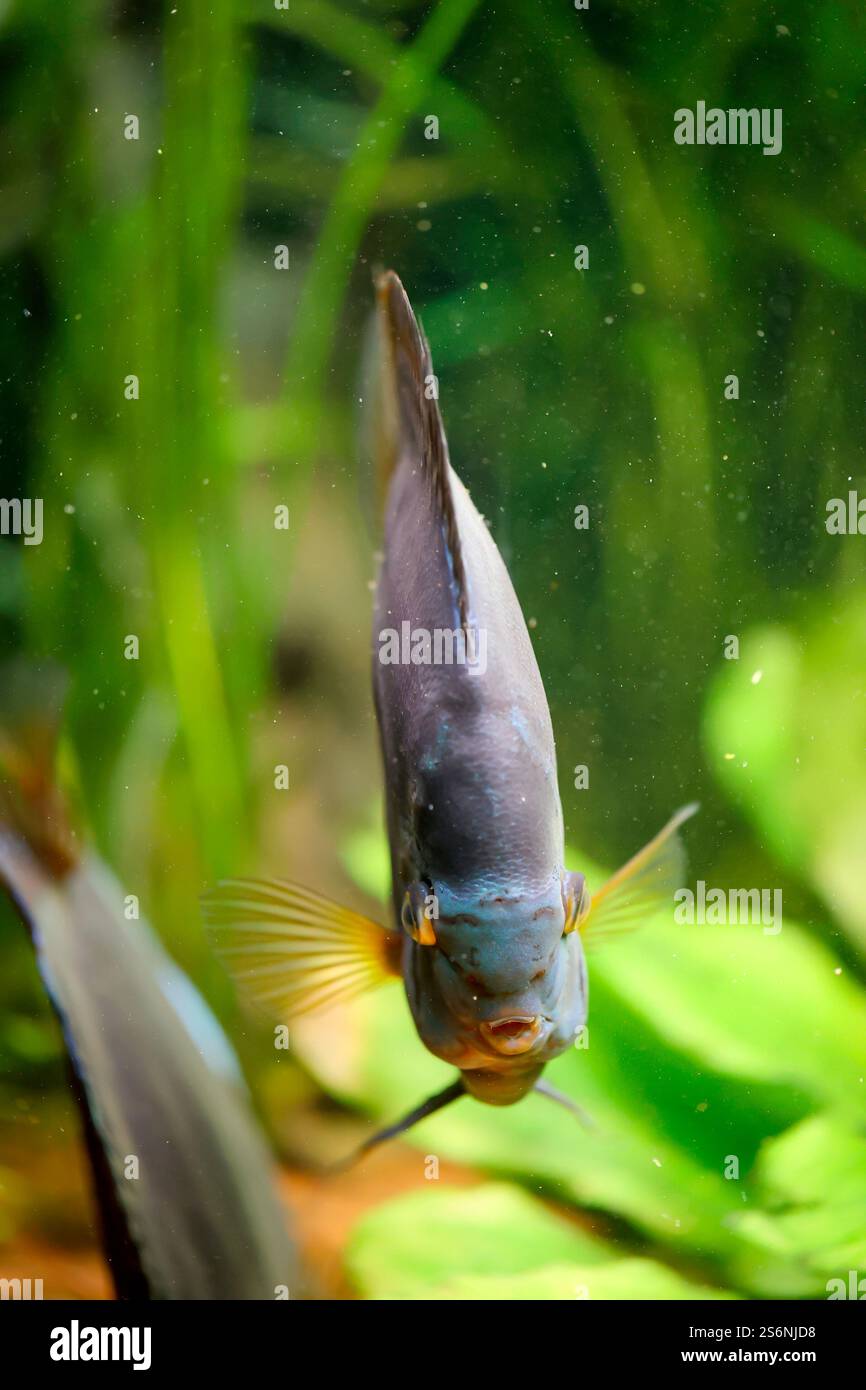 Portrait, close-up of a discus fish. Discus in the aquarium. Amazon tank Stock Photo