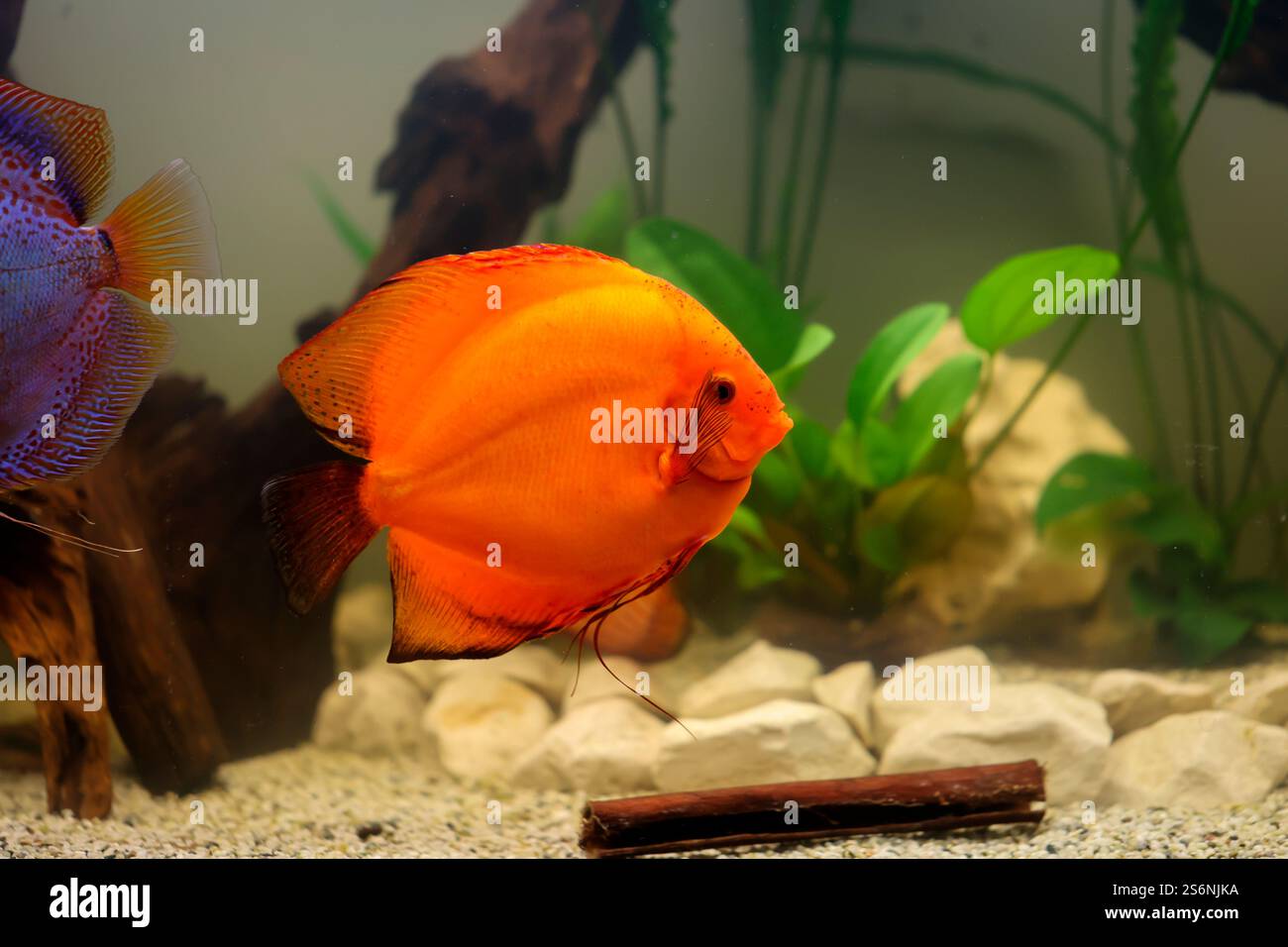 Portrait, close up of discus fish. Discus in aquarium Stock Photo