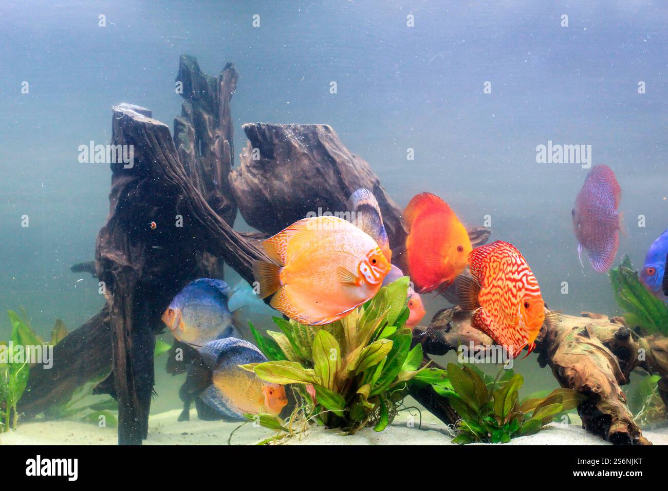 Portrait, close-up of a discus fish. Discus in the aquarium. Amazon basin Stock Photo