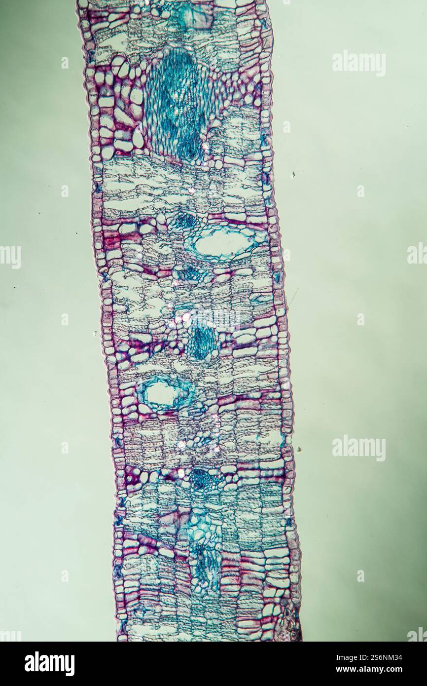 Friable cross section through sheet 100x Stock Photo - Alamy