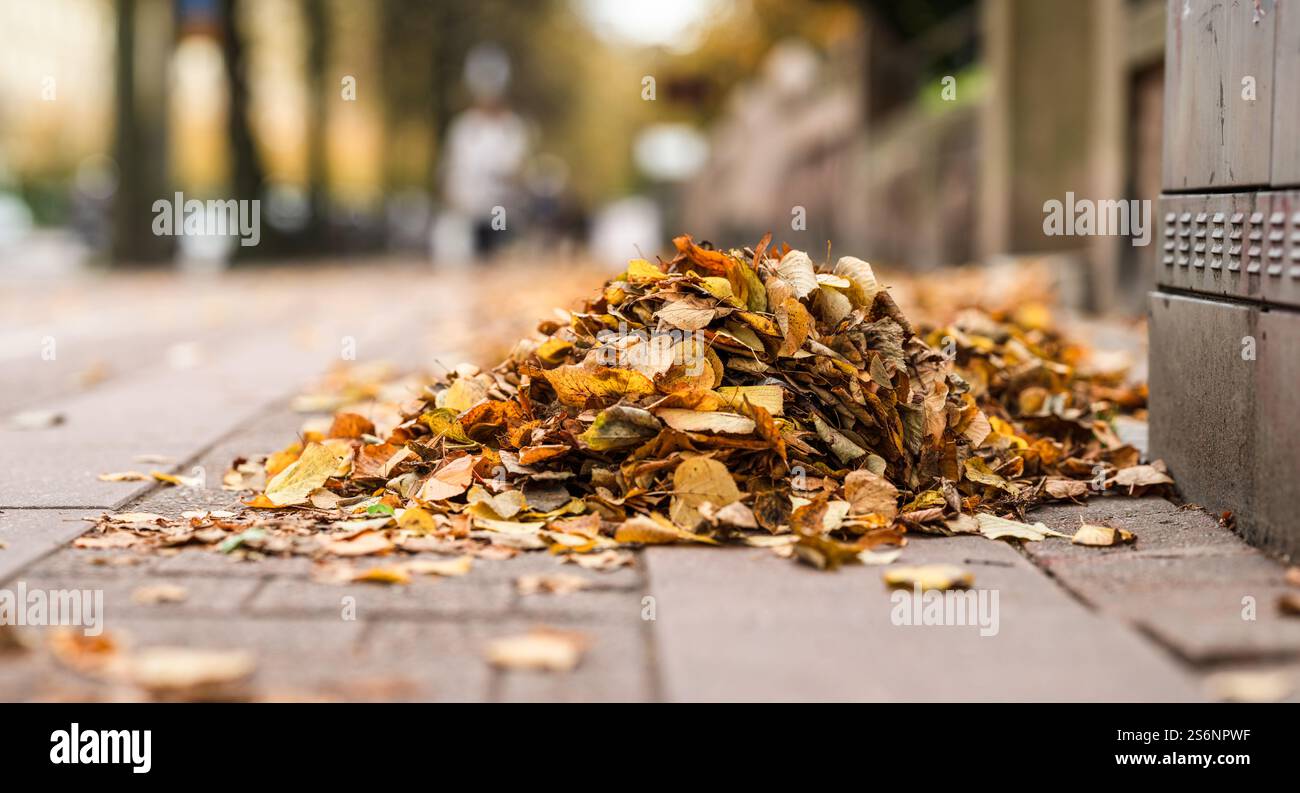 Pile of yellow fallen leaves on a sidewalk Stock Photo - Alamy
