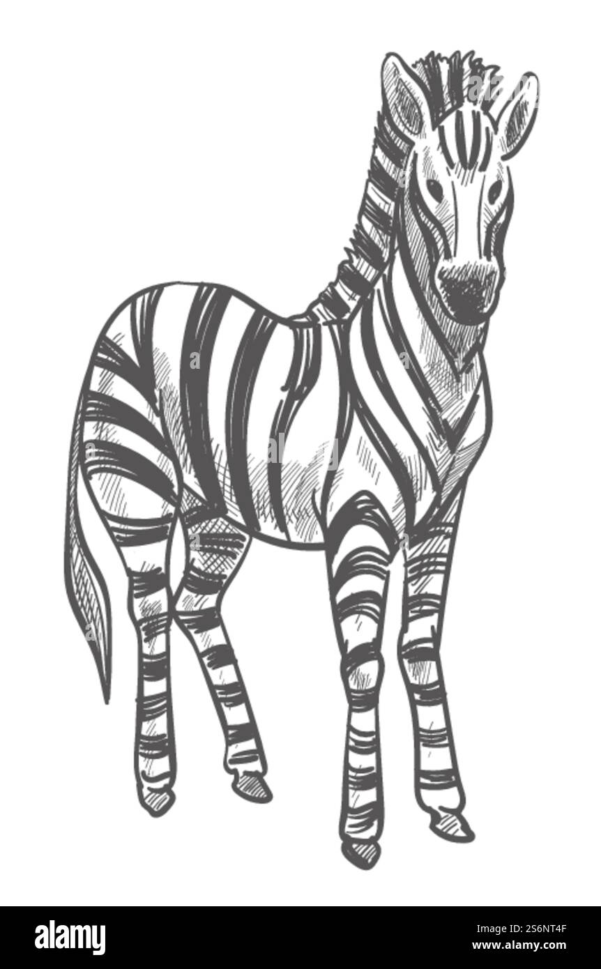 Wildlife animals and mammals, isolated zebra with stripped fur ...