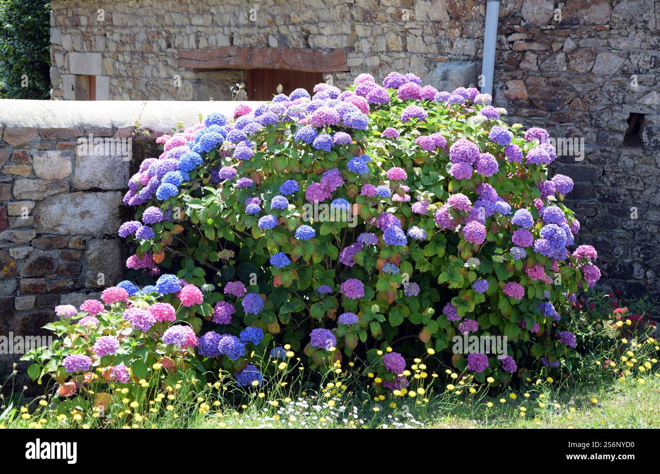 Hortnesia on a wall in Brittany Stock Photo
