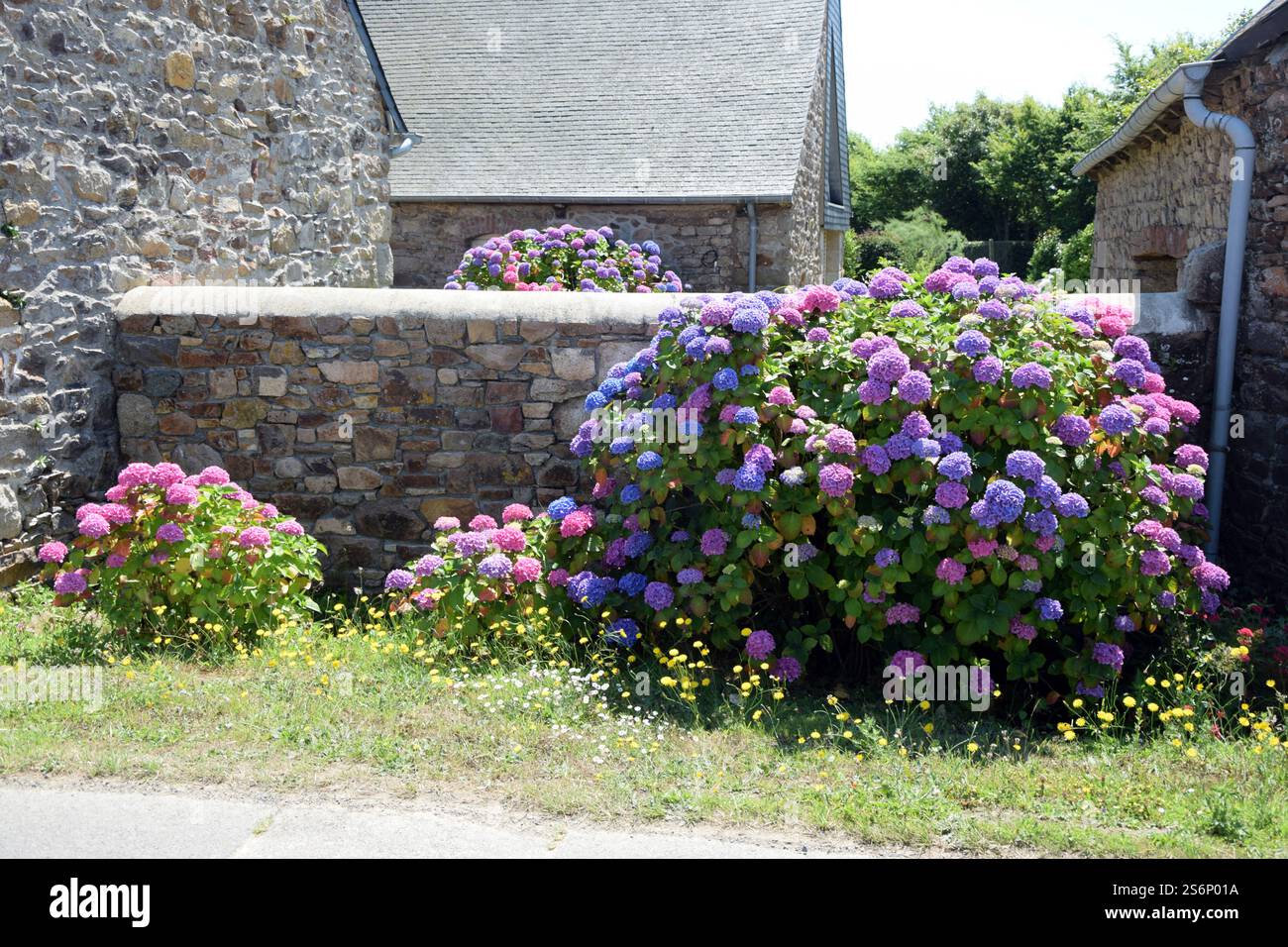 Hortnesia on a wall in Brittany Stock Photo
