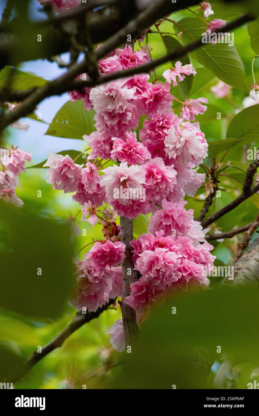 Pink cherry blossom branches Stock Photo - Alamy