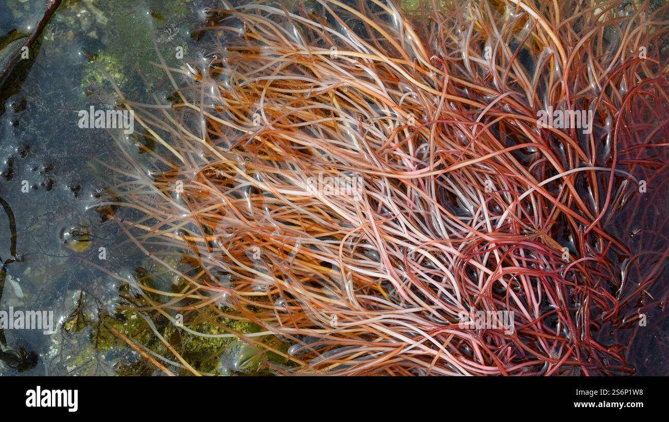 Algae underwater ocean sea scuba hi-res stock photography and images ...