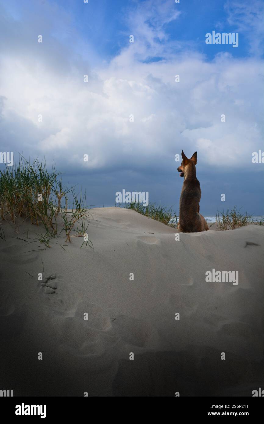 Dog pet podenco podengo andaluz. Stock Photo