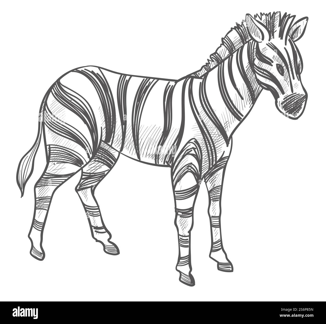 Equine animal, isolated mammal with stripes on skin. Wildlife and wild ...