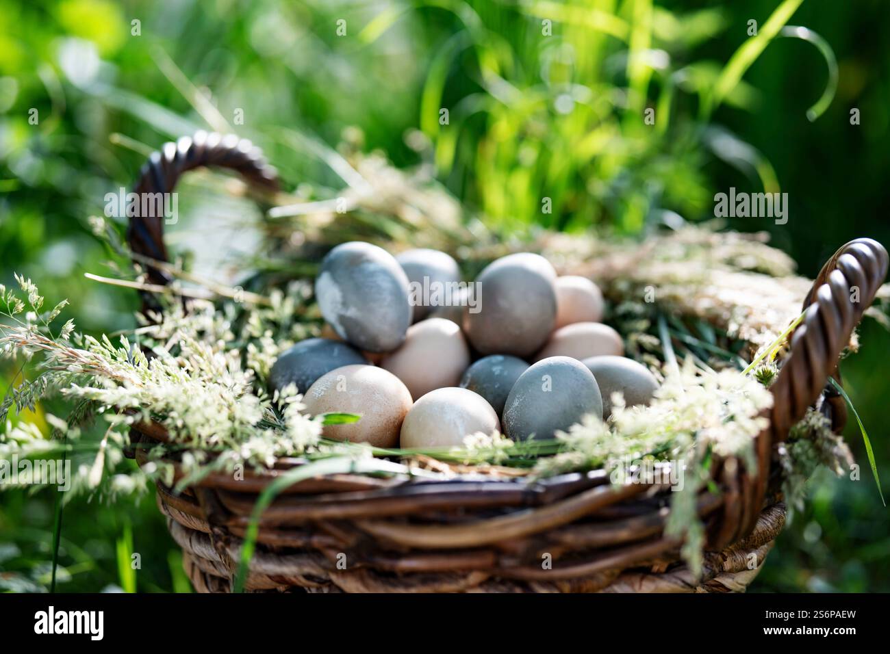 Filled wicker basket with pastel colored easter eggs. Background for easter with space for text. Stock Photo