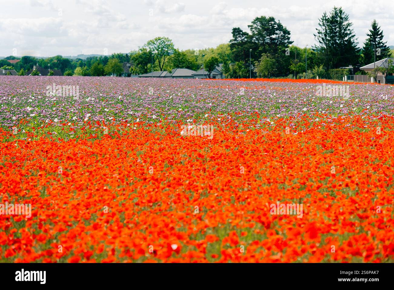 A large field of red and purple poppies in bloom Stock Photo - Alamy