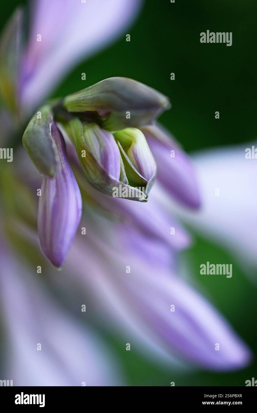 Macro shot of the bud detail of a funkia, Hosta Stock Photo