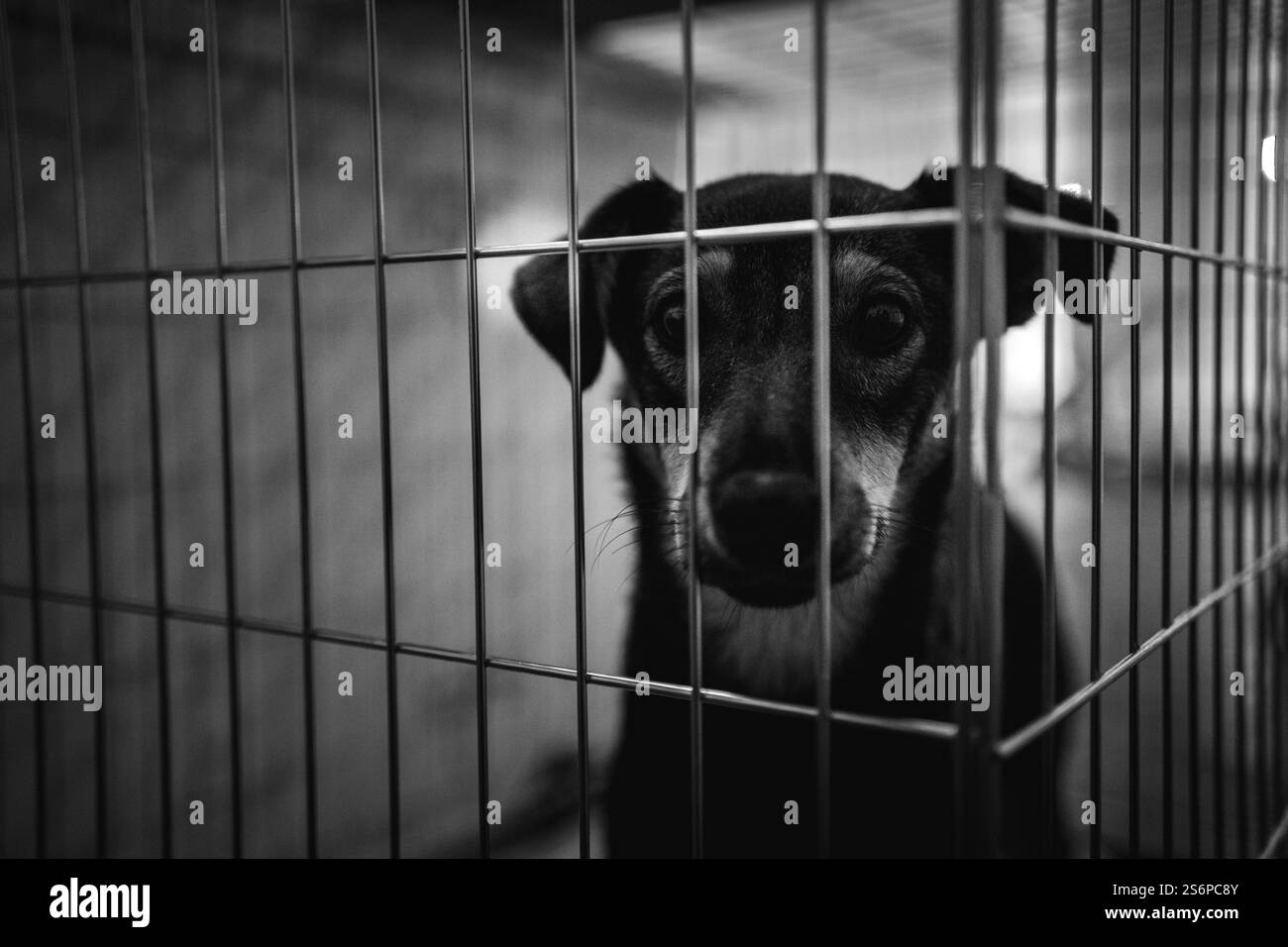 animal shelter, dogs and kittens Stock Photo