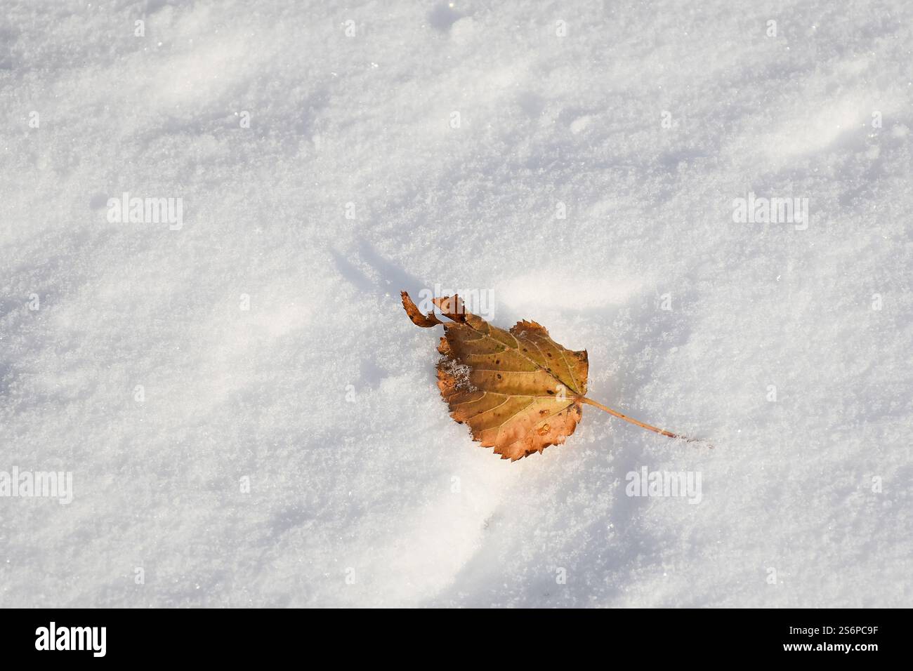 Dried autumn leaves in the snow Stock Photo