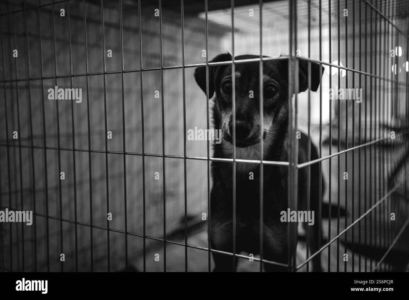 animal shelter, dogs and kittens Stock Photo