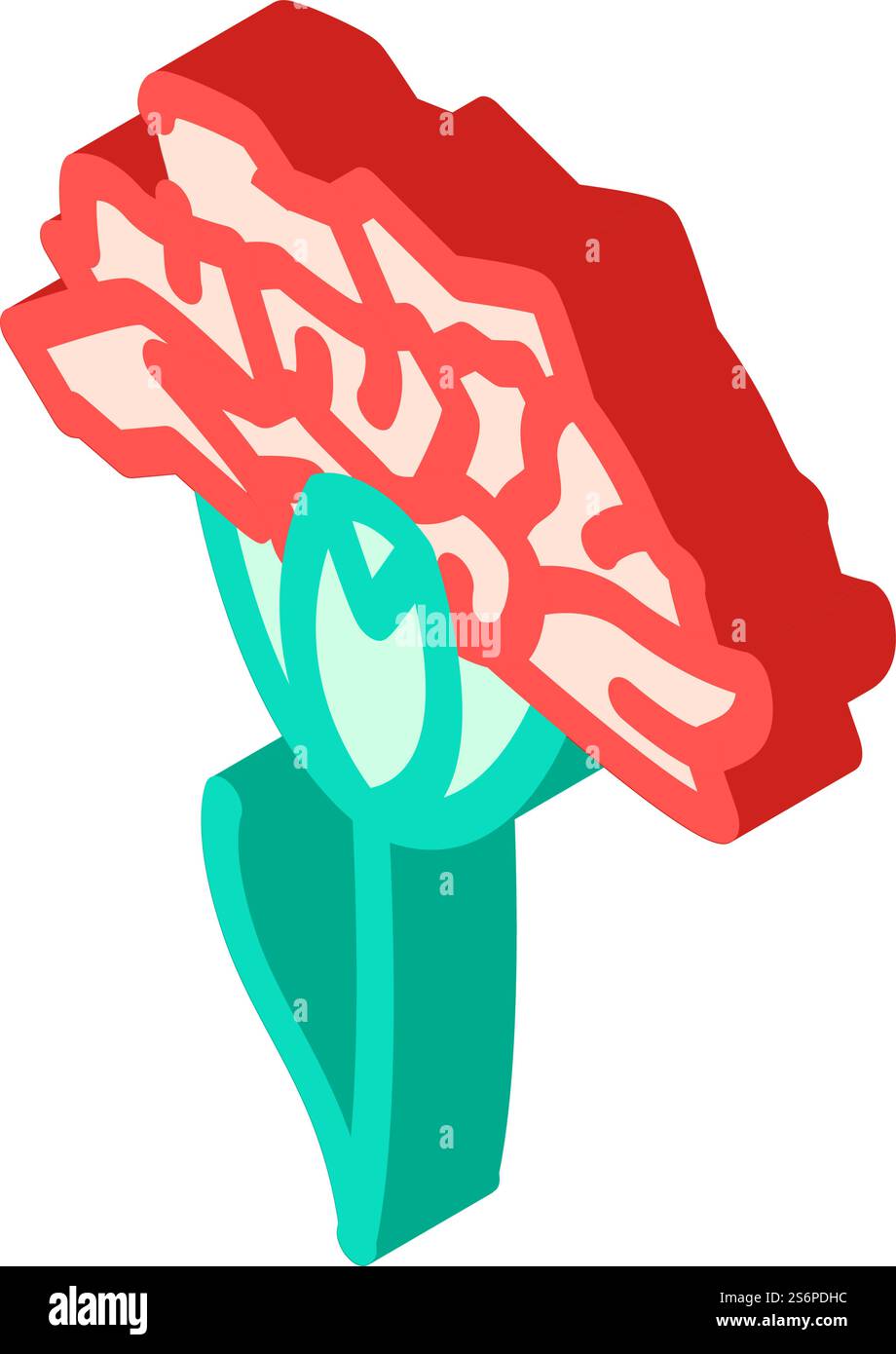 carnation flower isometric icon vector. carnation flower sign. isolated ...