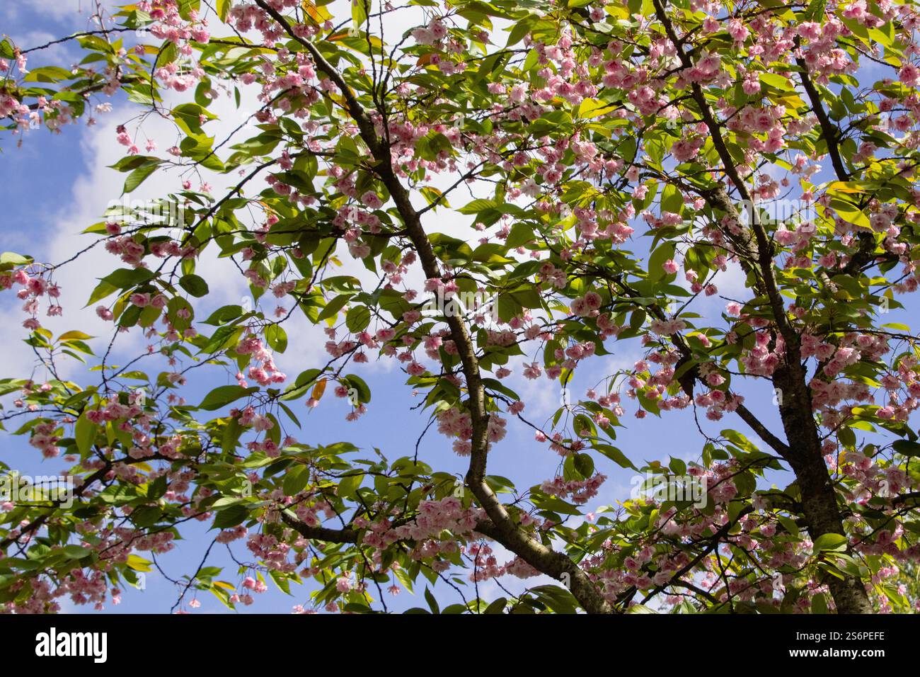 Pink cherry blossom branches Stock Photo